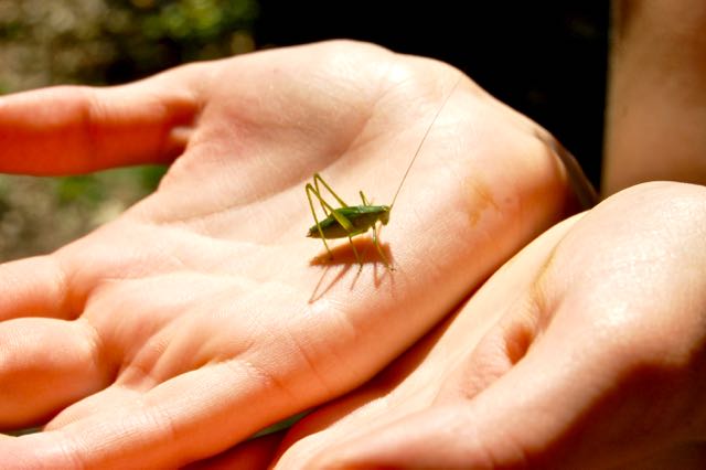 Who knows what katydid?