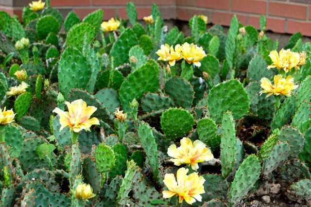 Opuntia cactus in flower