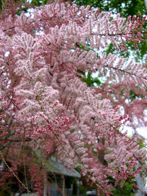 Tamarix in flower. The larger view.