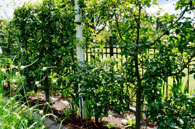 The Lathams' candelabra-style espalier (which they pronounce the French way)