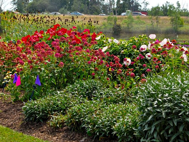 Note the hardy hibiscus in the background. Full sun is ideal.