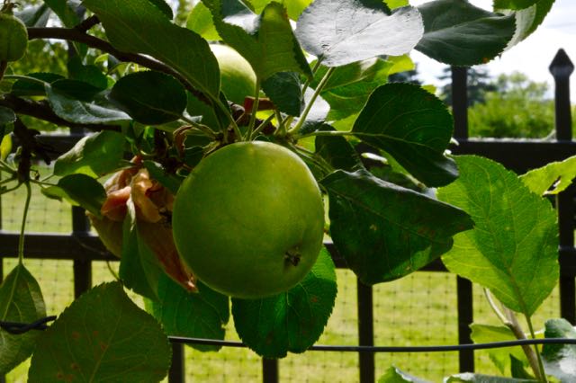 A 'Honeycrisp' apple ripening at the Lathams'