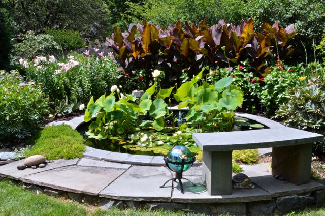 The Lathams' pond