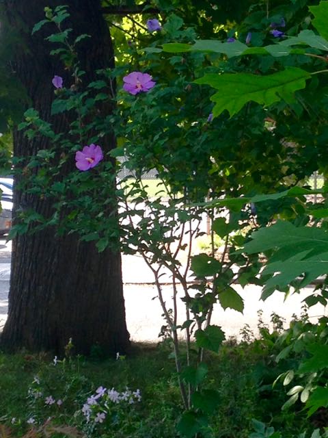 The Rosy And Not So Rosy Rose Of Sharon Toronto Gardens