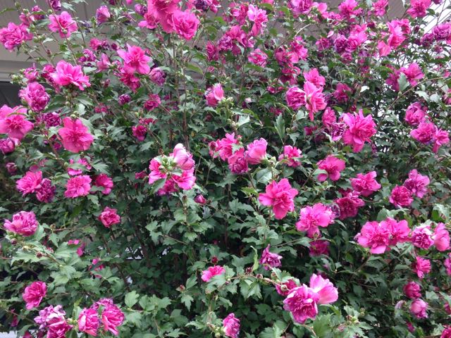 The Rosy And Not So Rosy Rose Of Sharon Toronto Gardens