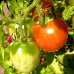 'German Lunchbox' tomato speaks to me in my garden