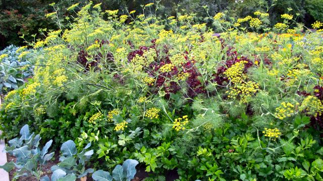fennel-torontogardens