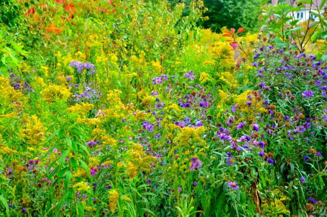 goldenrod-asters-torontobotanicalgarden-torontogardens