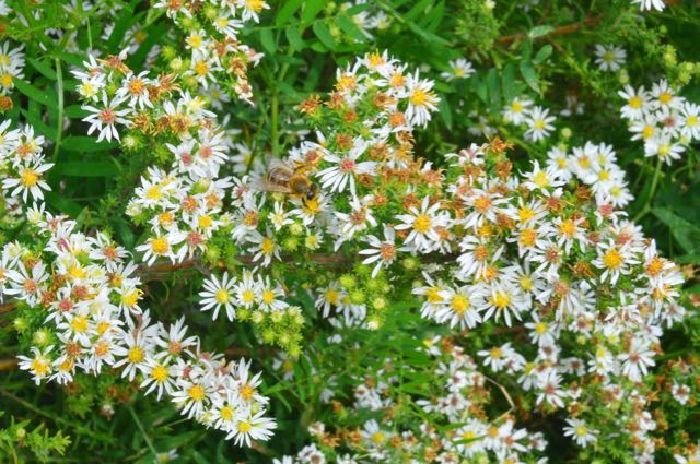 honeybee-whiteaster-torontogardens