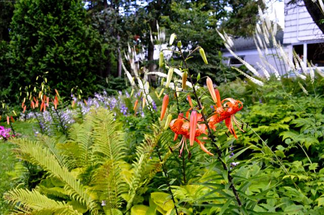 lilium-kelleykelley-torontogardens