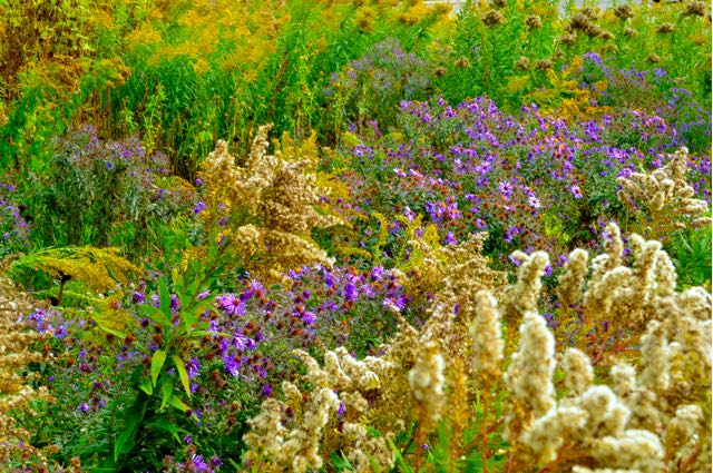 wildflowergarden-torontobotanicalgarden-torontogardens