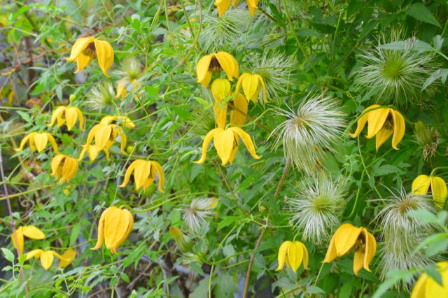 clematistangutica-flowersandseeds-torontobotanicalgarden-torontogardens