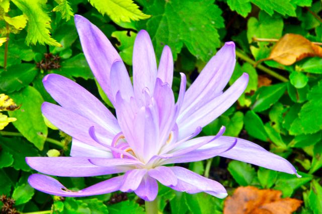 colchicum-waterlily2-torontogardens