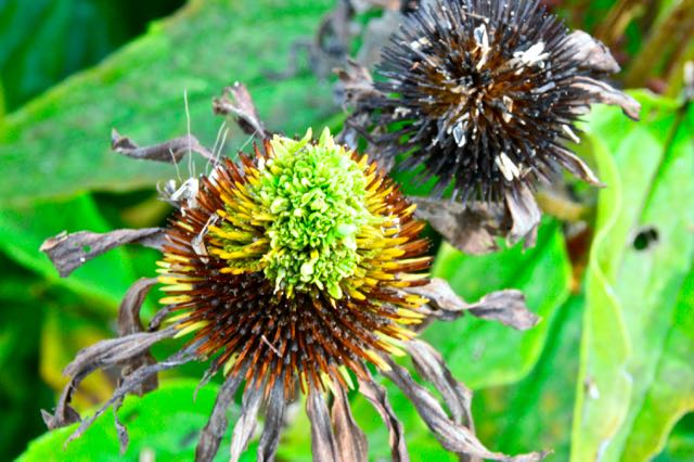 coneflowerrosettegallmite2-torontogardens