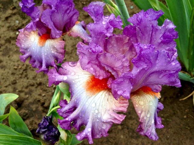enoughisenough-iris-rbg-torontogardens