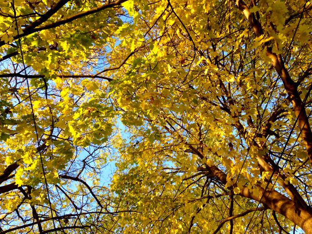 fall-norwaymapletrees-torontogardens