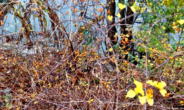 orientalbittersweet-donriver-torontogardens