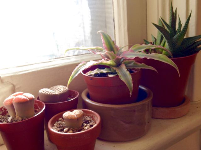 window-plants-torontogardens