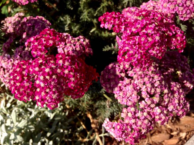 Yarrow – Toronto Gardens