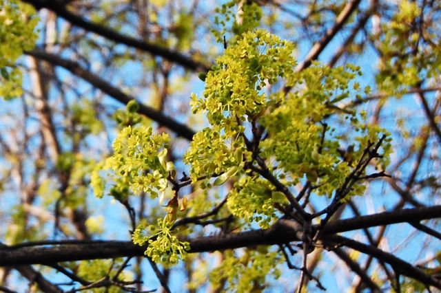 Meet the Maples: Norway Maple