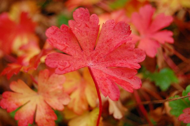 Geranium Biokovo