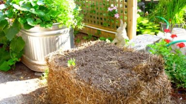 Straw Bales Toronto Gardens