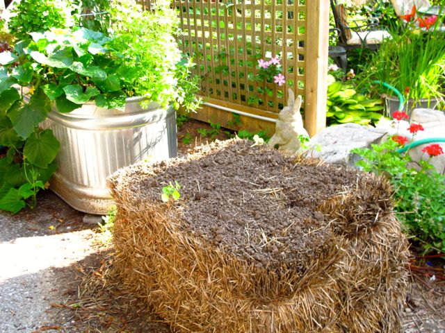 My straw bale gardening failure – Toronto Gardens