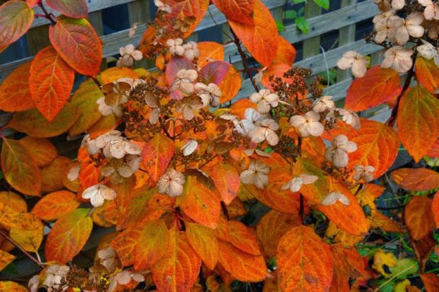 Image of Fire Hydrangea in Fall