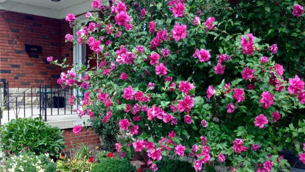 The Rosy And Not So Rosy Rose Of Sharon Toronto Gardens