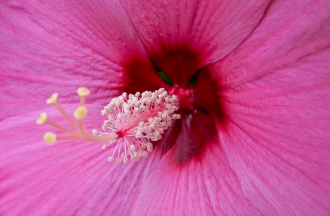 Enormous hardy hibiscus is not a pest – Toronto Gardens