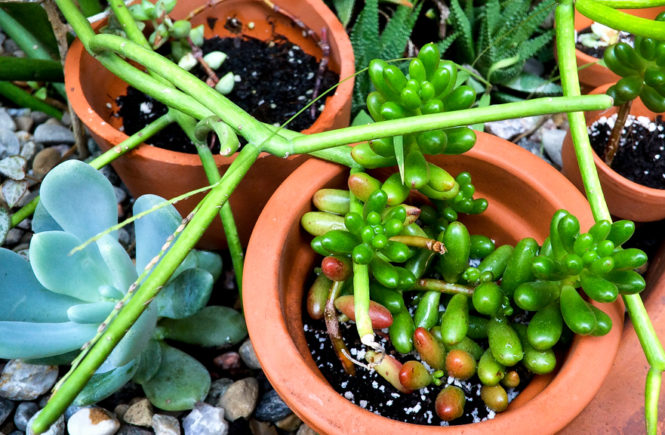 small succulent pots