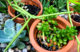 small succulent pots
