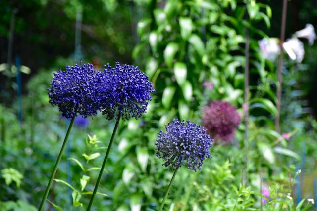 Spray Painting Allium, How to Spray Paint Allium Flowers