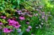 Pink yarrow in the garden of Barbara Katz, #GBFling2017 on the TorontoGardens.com blog