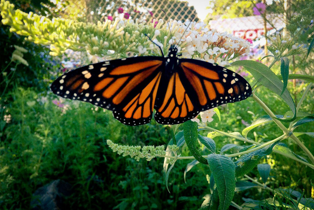 Book Review The Monarch Saving Our Most Loved Butterfly