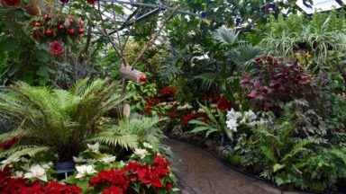 Allan Gardens Toronto