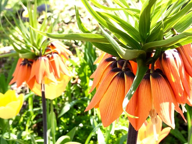 In which I grow Fritillaria imperialis, crown imperials – Toronto Gardens