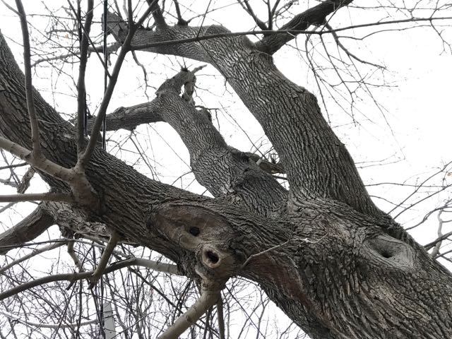 Goodbye To My Norway Maple Frenemy Toronto Gardens