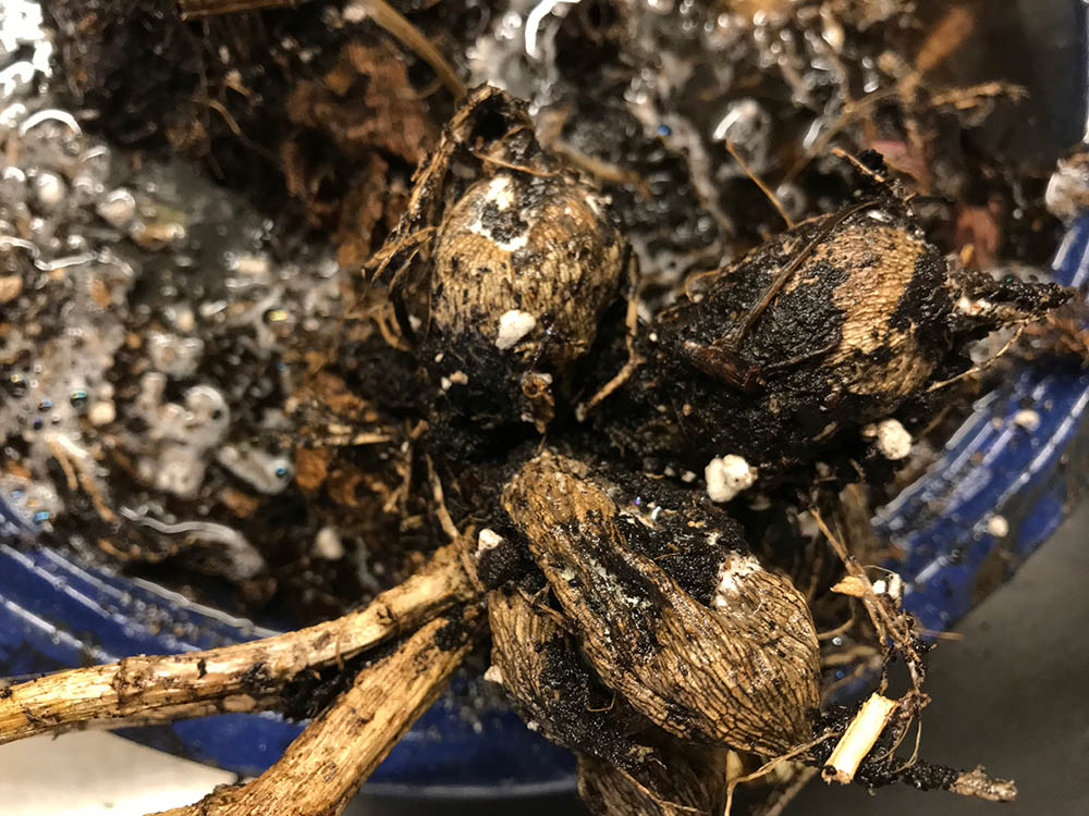 dahlia-bulbs-withered