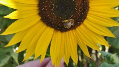 Bee on sunflower