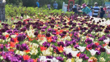 Colourful flowers at the Canadian Tulip Festival 2022 in Ottawa, Ontario